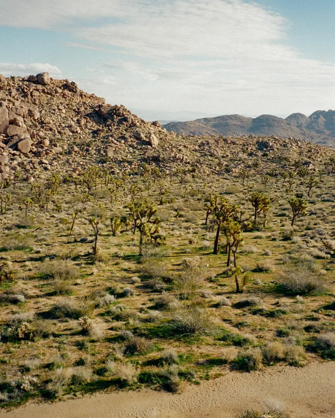 A desert path through Joshua trees and rocky hills