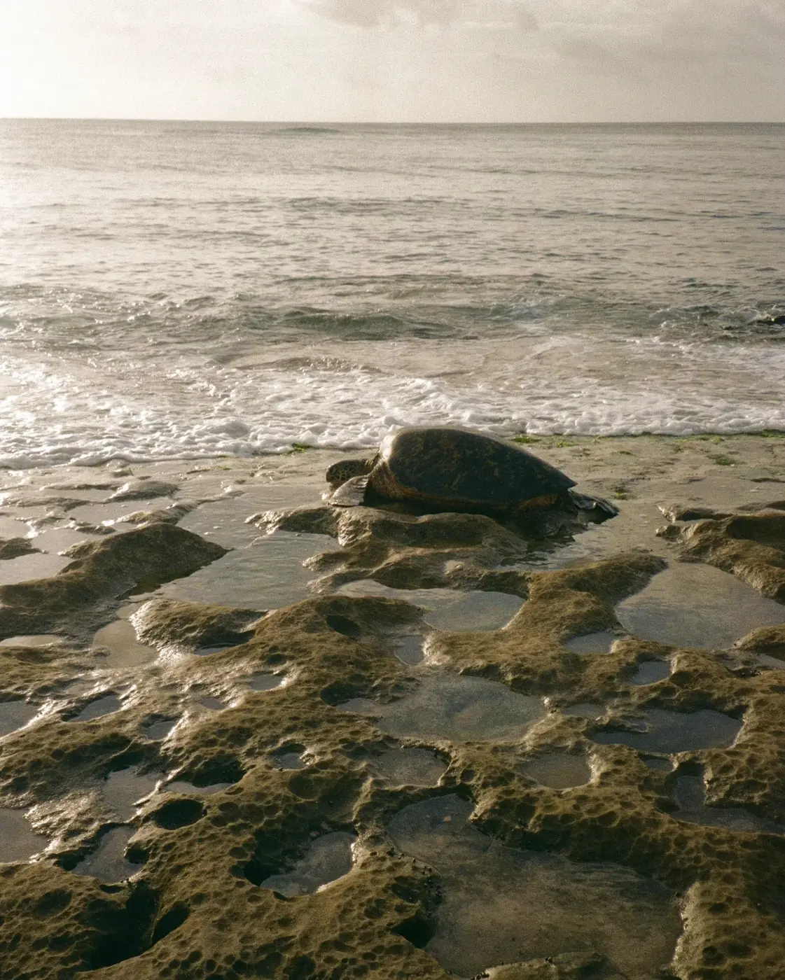 A sea turtle near rocks along the coast
